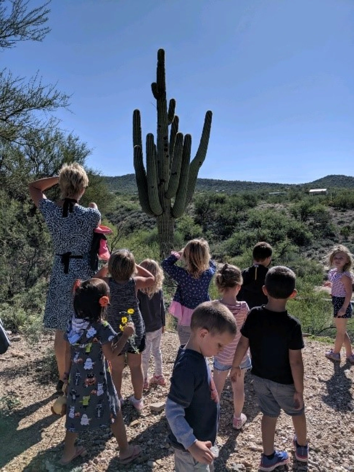 Students studying the saguaro cactus near our playground.