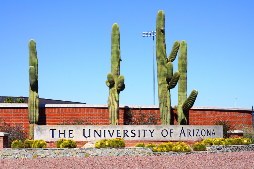 University of Arizona garden with three sauaros